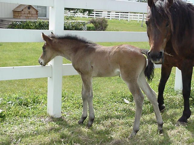 Calypso