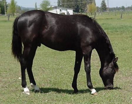 Questor Excalibur