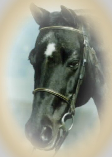 favorite head