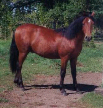 Bettys colt