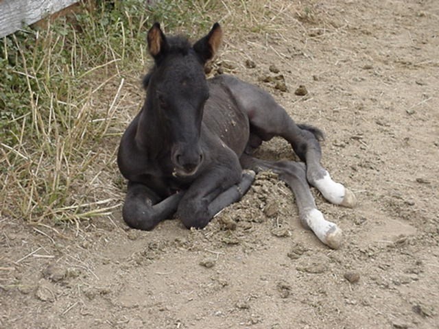 baby excalibur