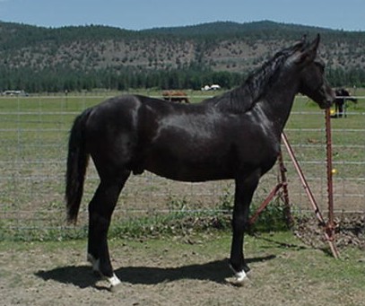 excalibur walking