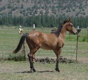Sumrsnow Questor Merlin