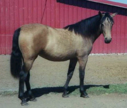 Bettys filly